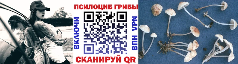 Галлюциногенные грибы Cubensis  Купить  Кувшиново 
